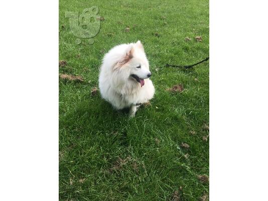 6 όμορφα υγιή Samoyed κουτάβια