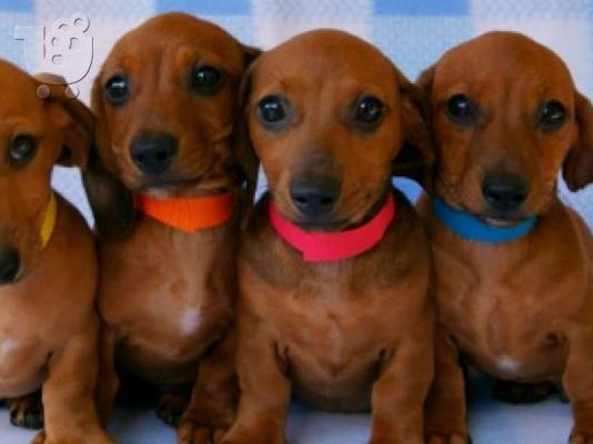PoulaTo: Dachshund - Ντάτσχουντ