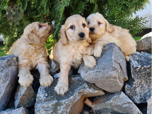 PoulaTo: Goldendoodle κουτάβια προς πώληση