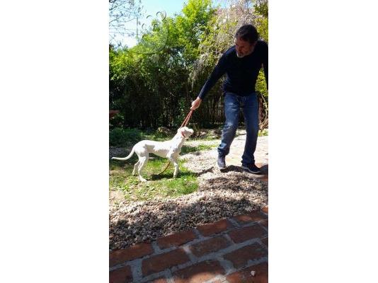 Ντόγκο Αργεντίνο κουτάβια προς πώληση