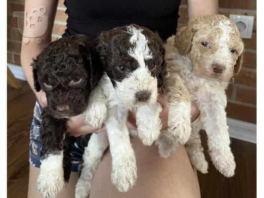 Lagotto Romagnolo κουτάβια