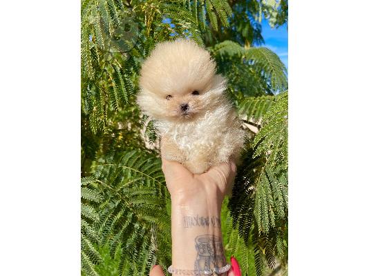 Ένα όμορφο καθαρόαιμο Pomeranians
