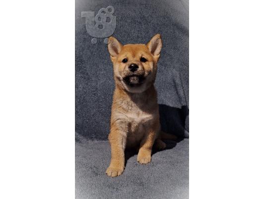 Shiba Inu κουτάβια προς πώληση