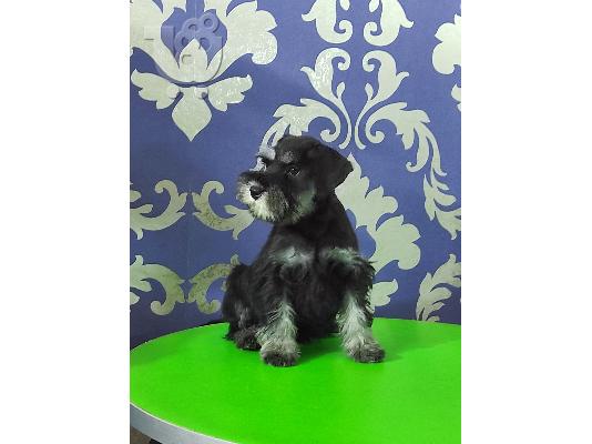 Μινιατούρα Schnauzer