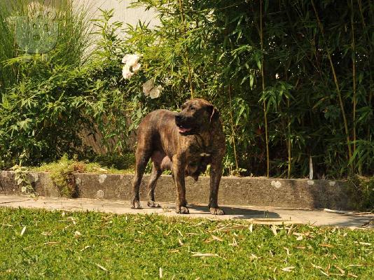 Νότιο Αφρικανικό Μαστίφ – Boerboel Κουτάβια