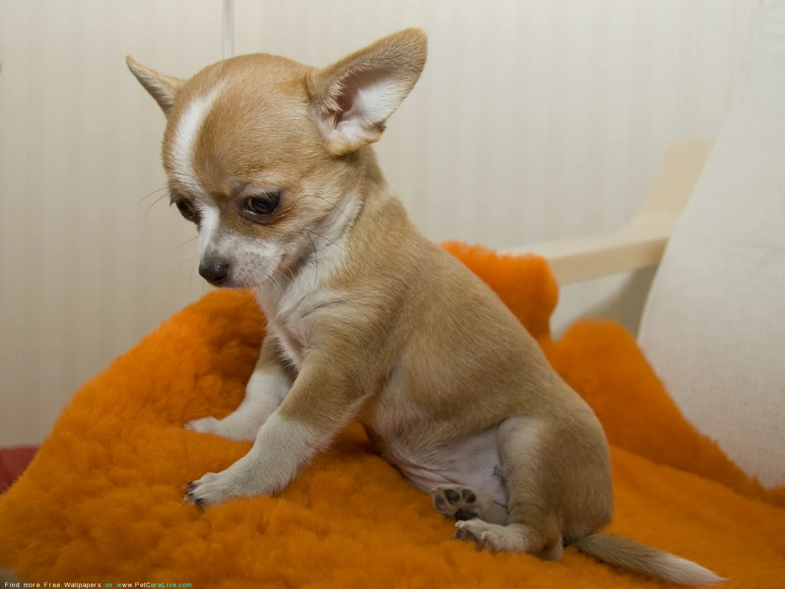 PoulaTo: Chihuahua mini