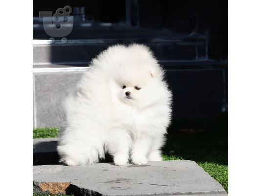 Καταπληκτικά μικρά κουτάβια Pomeranian!