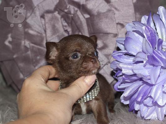 PoulaTo: AKC Chihuahua Puppies