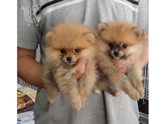 PoulaTo: Pomeranian - Πομερανιαν