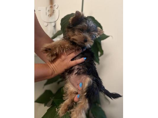 Κουτάβια Mini Yorkshire terrier