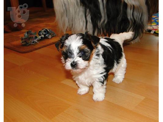Χαριτωμένο καθαρόαιμο κουτάβι biewer yorkshire terrier