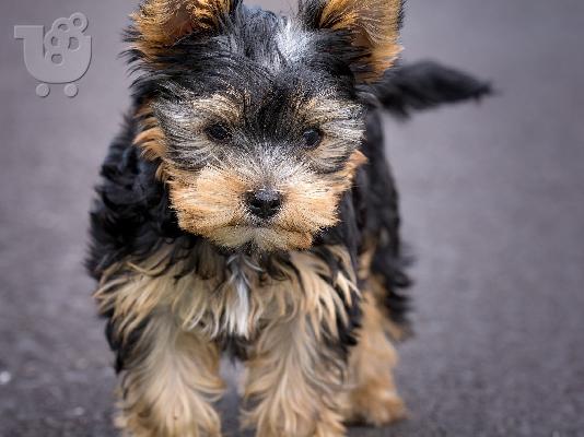 PoulaTo: Πολύ μικροσκοπικό κορίτσι Shih-Tzu προς πώληση