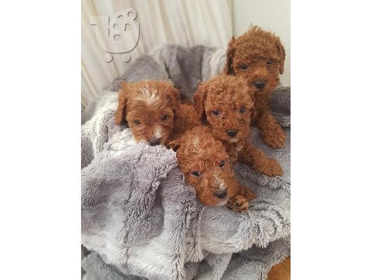 PoulaTo: Cavoodle Puppies