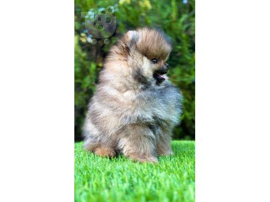 Αρσενικά Pomeranian (BOO).