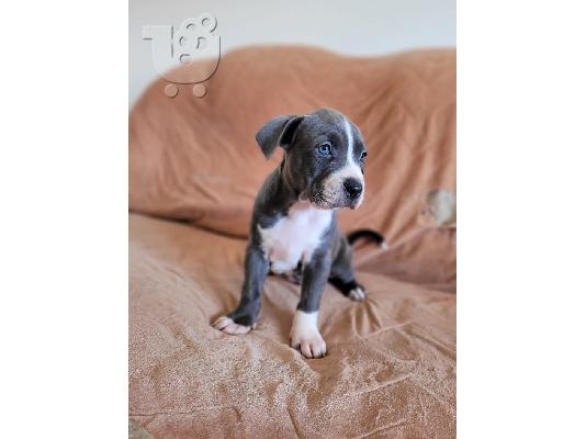 Αμερικανικό PitBull Terrier κουτάβια