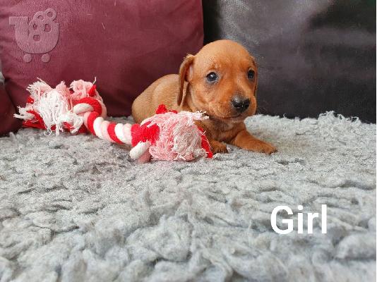 Μακρυμάλλη Dachshunds