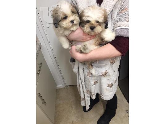 Pure κουτάβια Shih Tzu!