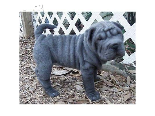 PoulaTo: Shar pei - Σαρ Πέι