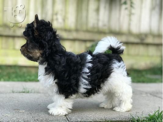 Yorkshire Terrier σκυλιά και κουτάβια προς πώληση
