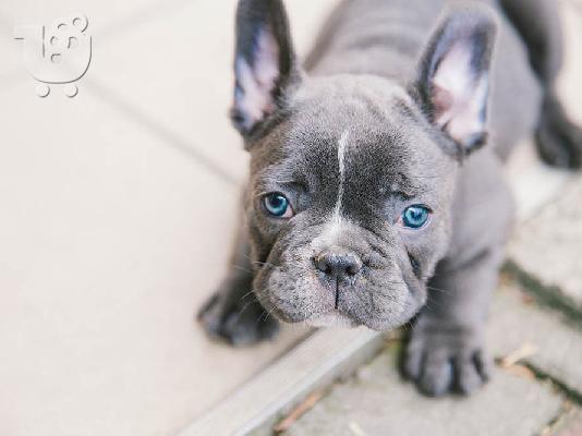 PoulaTo: French bulldog Blue