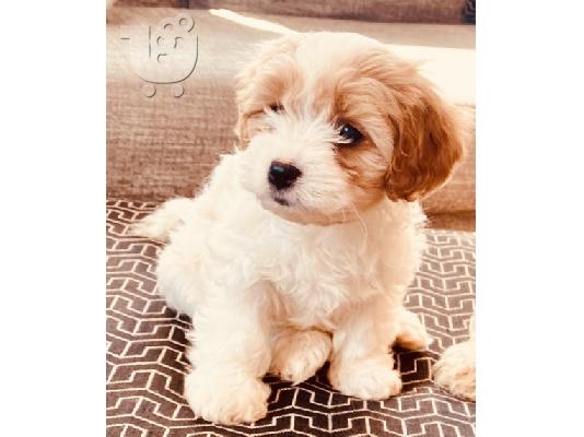 PoulaTo: Διαθέσιμα χαριτωμένα κουτάβια Cavachon.