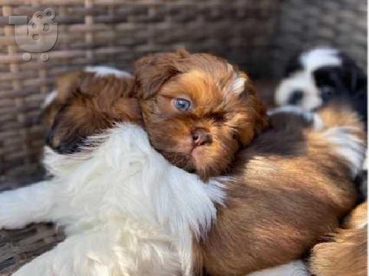             ΟΜΟΡΦΟ ΚΟΠΗ SHIH TZU PUPPY