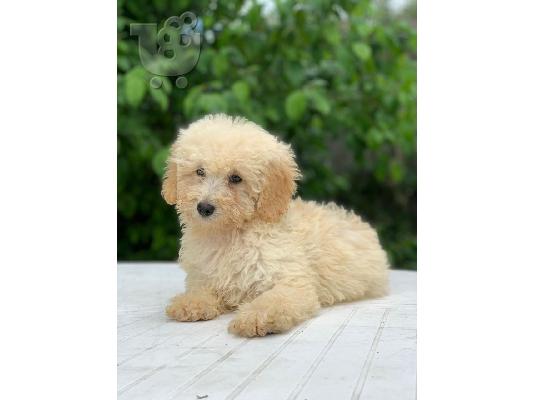 Γλυκά κουτάβια Poodle προς πώληση