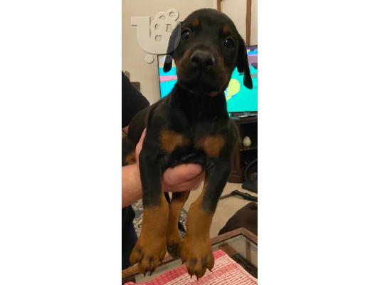 PoulaTo: Πανέμορφα κουτάβια Doberman