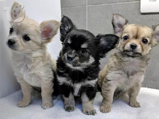 PoulaTo: Chihuahua Σκύλοι και κουτάβια προς πώληση