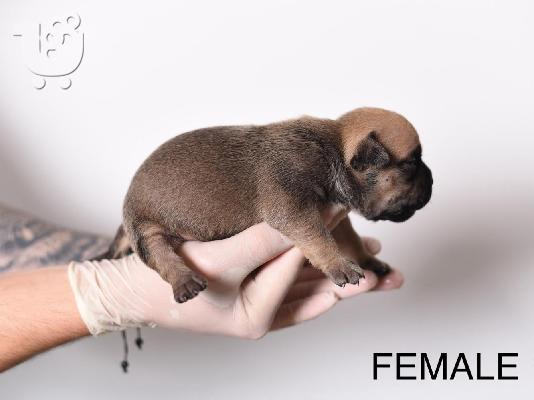 Pocket Micro American Bully κουτάβια