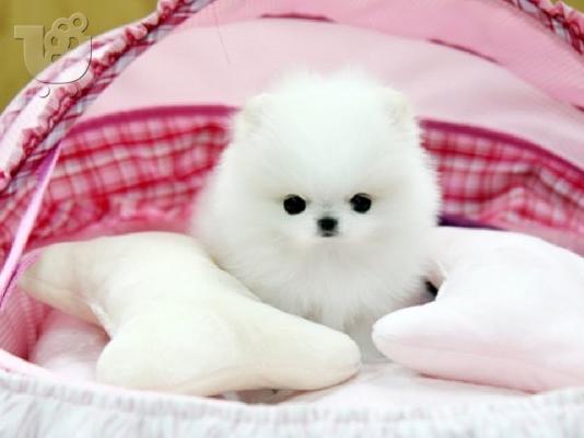 Υπέροχα κουτάβια Pomeranian διαθέσιμα