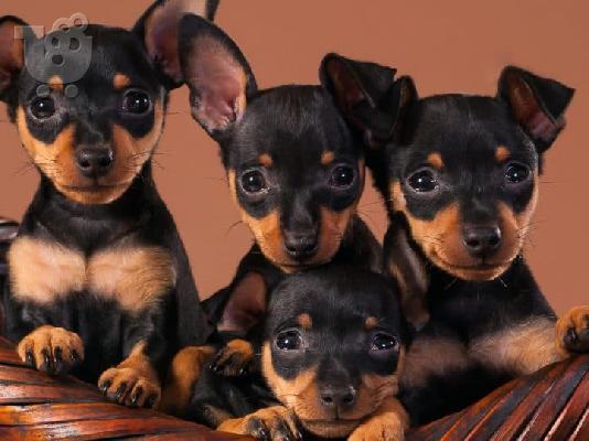 PoulaTo: Pinscher mini