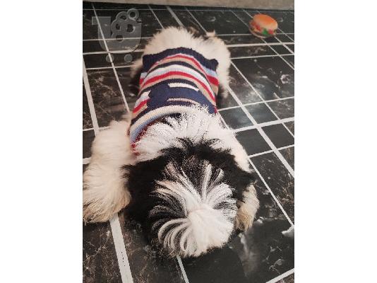 PoulaTo: Shih Tzu κουτάβι Ψάχνετε για ένα νέο σπίτι