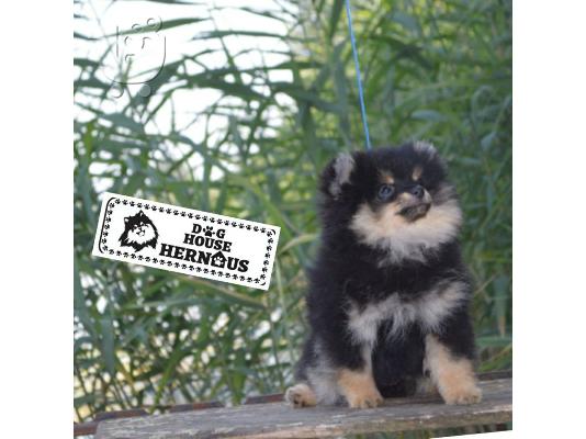 Κουτάβια Pomeranian Spitz