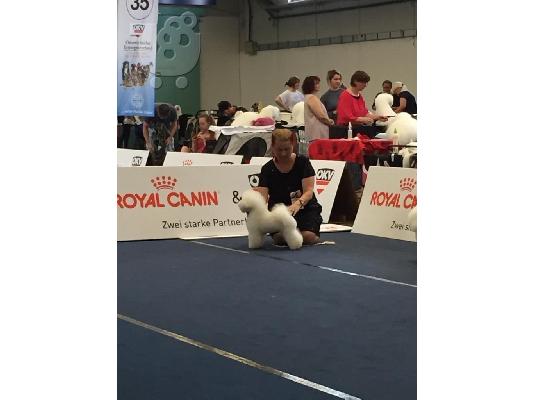 Bichon Frize κουτάβια προς πώληση