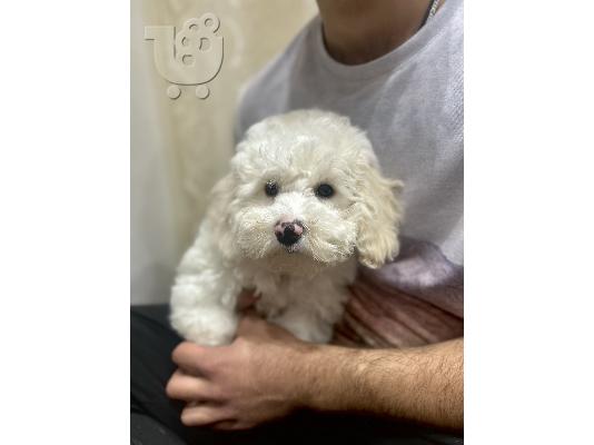 PoulaTo: Bichon Frize όμορφα κουτάβια