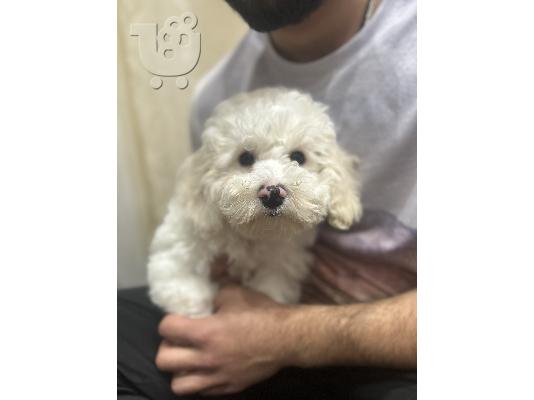 Bichon Frize όμορφα κουτάβια