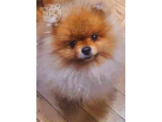 αρκουδάκια Pomeranian BOO, κουτάβια Pomeranian Spitz