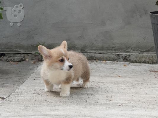 Pembroke Welsh Corgi ΚΟΡΥΦΑΙΑ κουτάβια