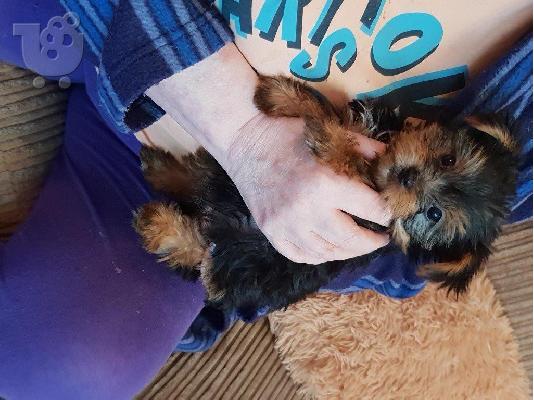 PoulaTo: Teacup Yorkshire Terrier κουτάβι!