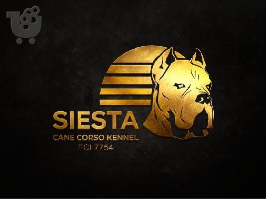 Cane Corso κουτάβια