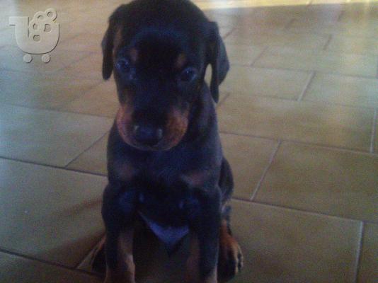 Doberman