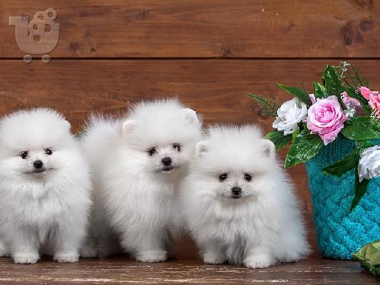 Υπέροχα κουτάβια Pomeranian διαθέσιμα