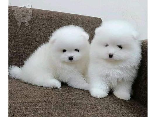 PoulaTo: Καταπληκτικά κουτάβια Pomeranian!