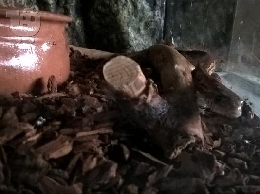 Πωλείται φίδι τύπου corn snake