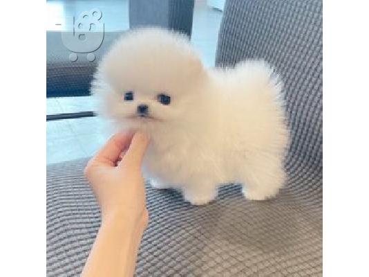 PoulaTo: Καθαρά λευκά κουτάβια Pomeranian
