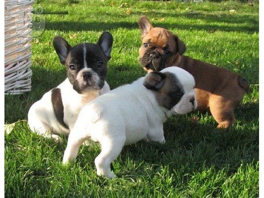 PoulaTo: rehoming Γαλλικά κουτάβια μπουλντόγκ