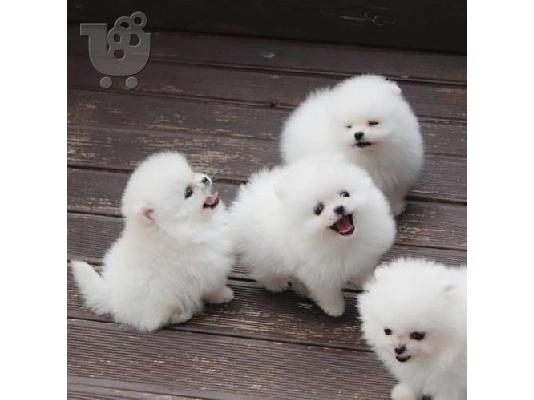 PoulaTo: Δύο φοβερά κουτάβια Pomeranian για Rehoming