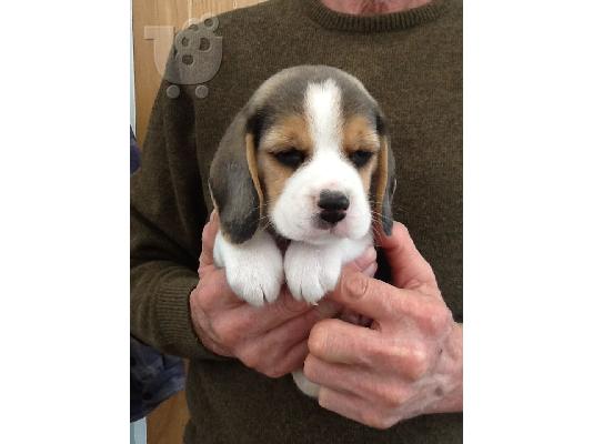 Όμορφα κουτάβια Beagle για καλό σπίτι
