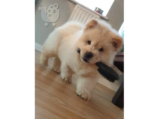 PoulaTo: Chow Chow babies availableWe έχουν 5